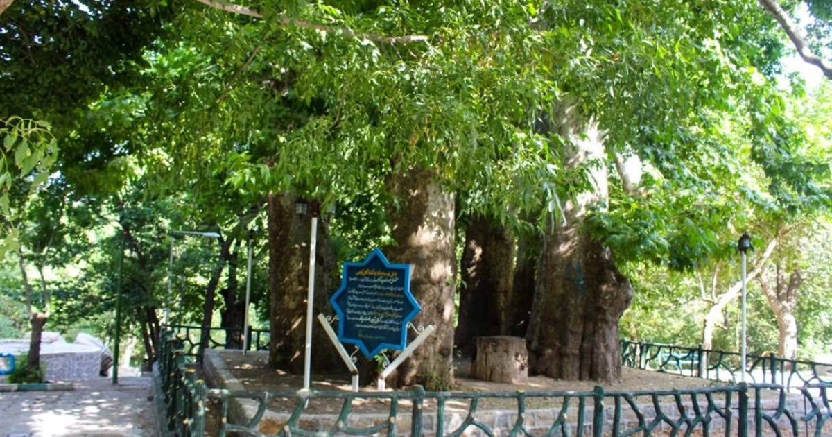 چنارهای کمربسته