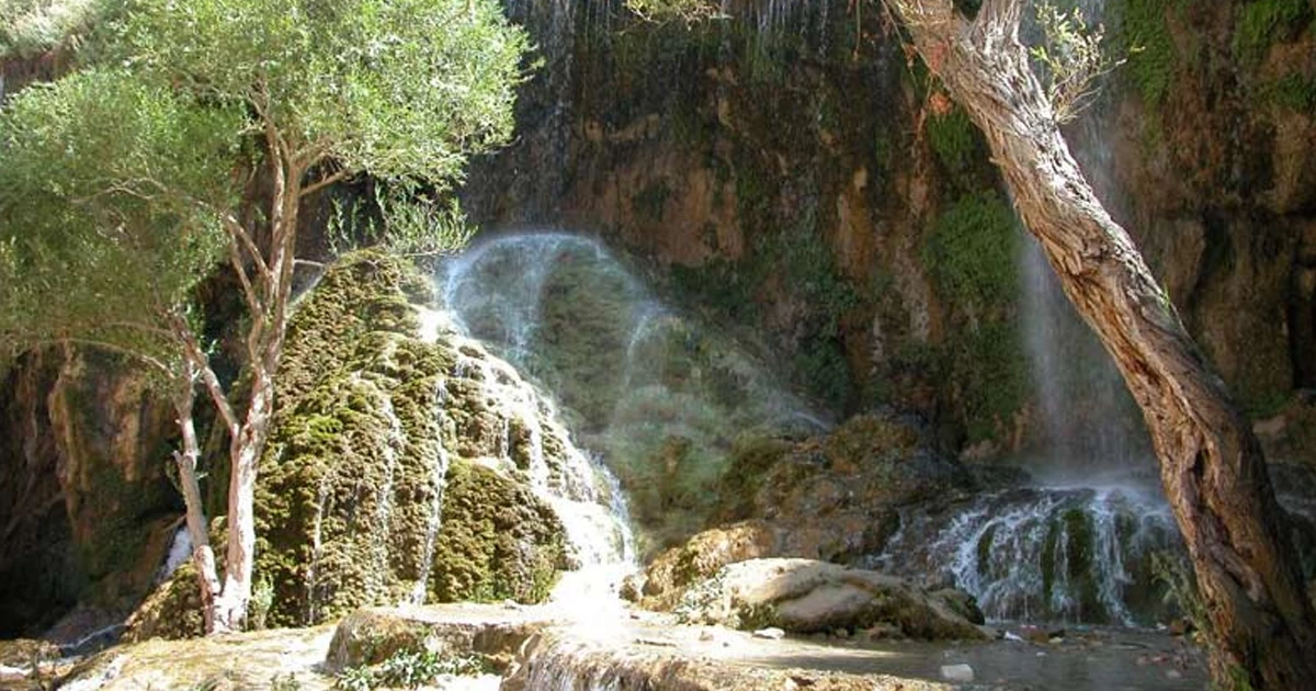 پوشش درختی ارسباران؛ پیوند جنگل و استپ