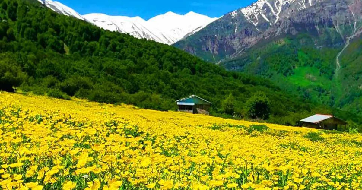 تنکابن مازندران | دشت دریاسر و بابونههای زرد