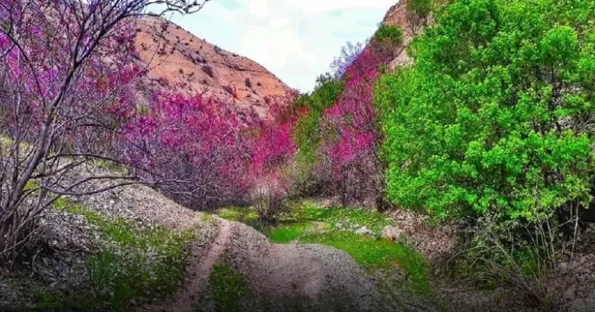 معرفی دره ارغوان طرقبه