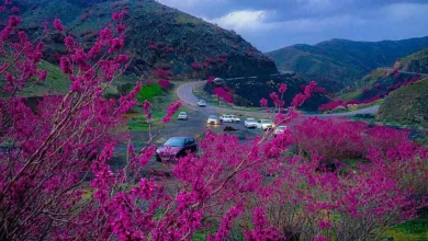 دره ارغوان مشهد؛ دشت بنفش طرقبه