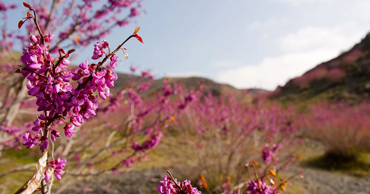 جاذبههای طبیعی دره ارغوان