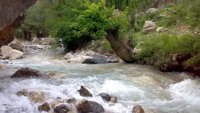 تنگ ریگان