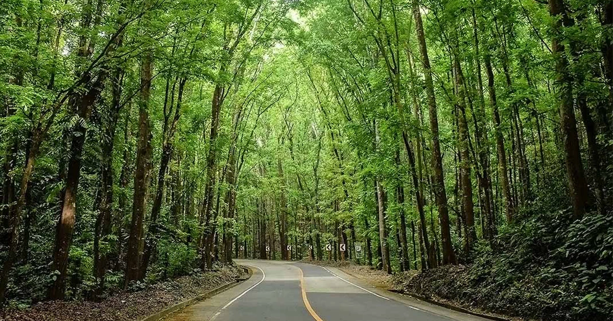 پارک جنگلی گیسوم از جاهای دیدنی تالش