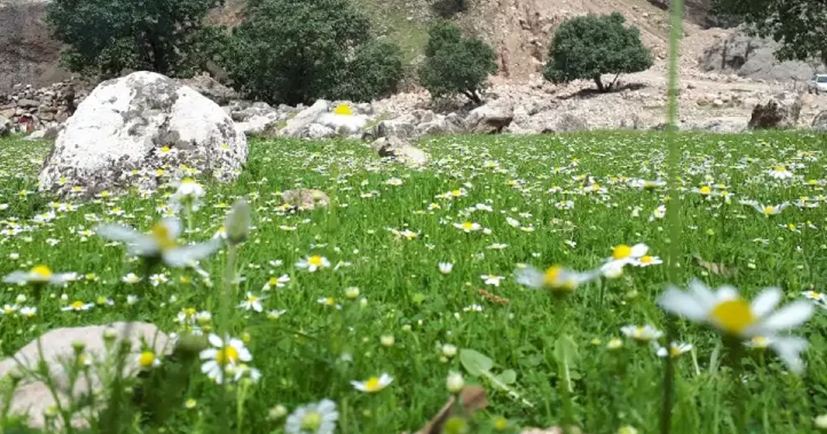 پوشش گیاهی شیمبار