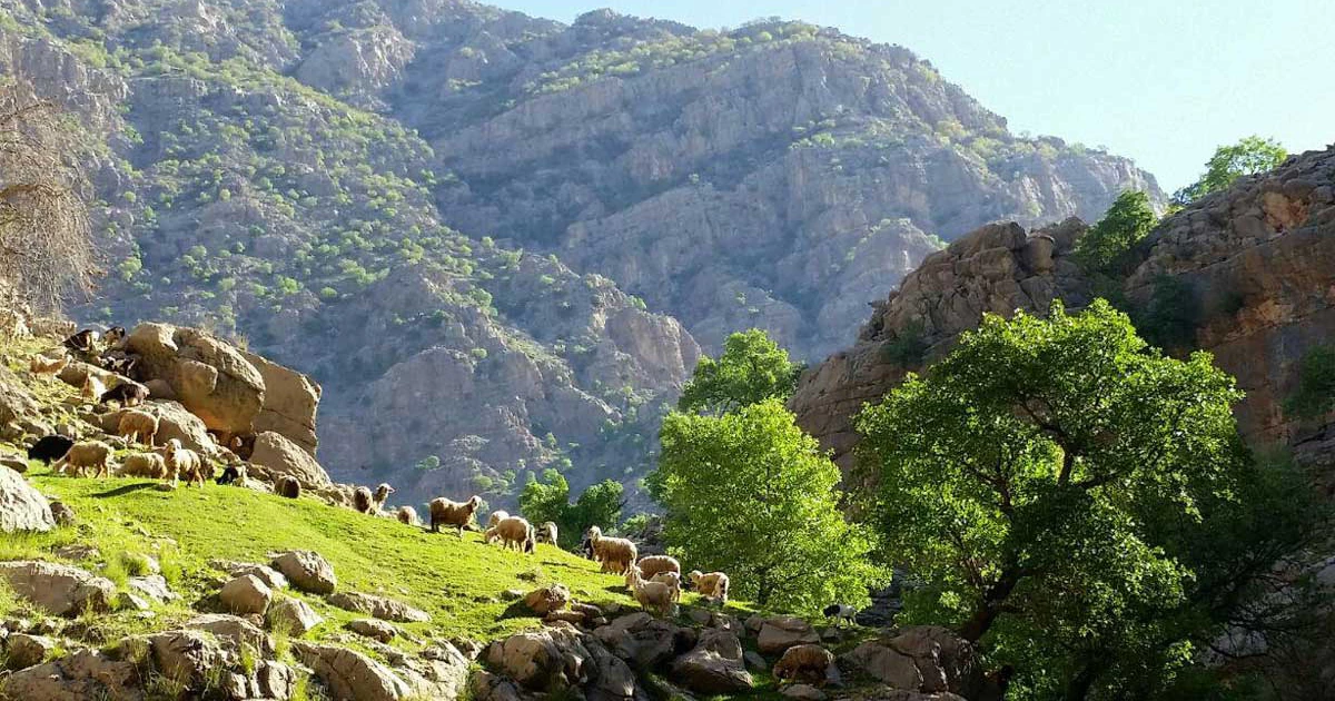 حیات وحش شیمبار