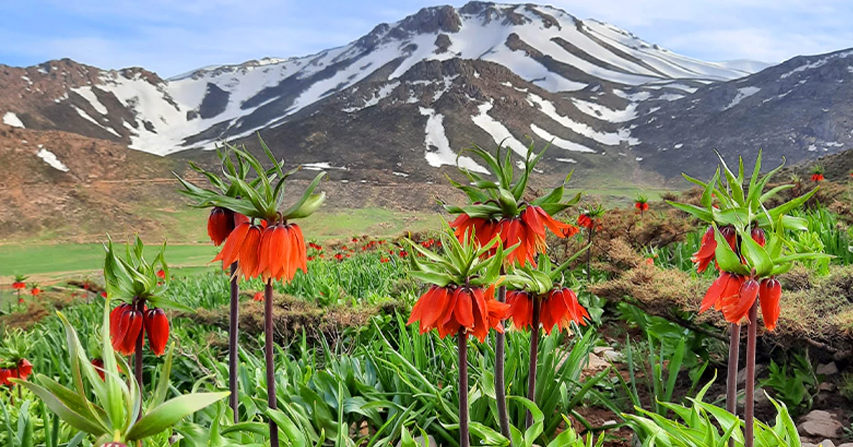 لالههای واژگون