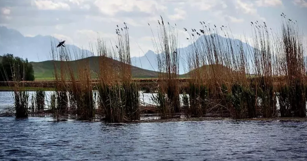 پوشش گیاهی تالاب هشیلان