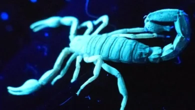تشخیص عقرب با چراغ قوه uv