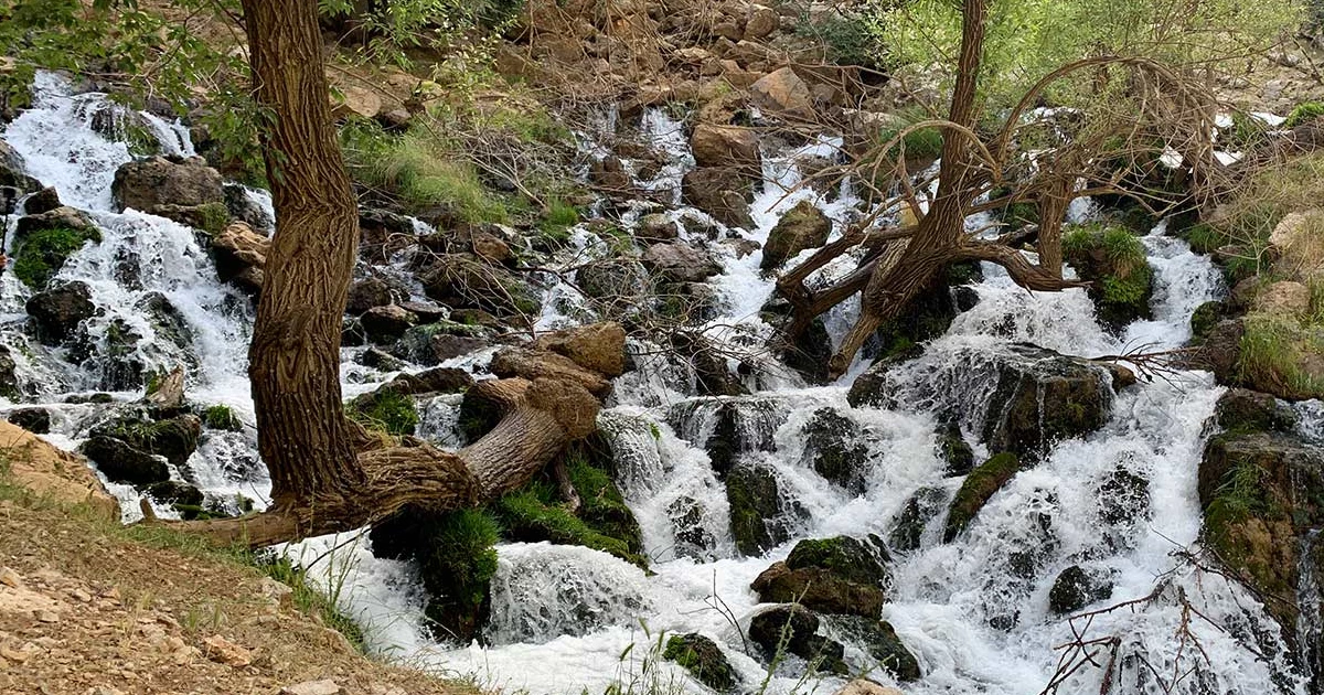 معنی زرد لیمه