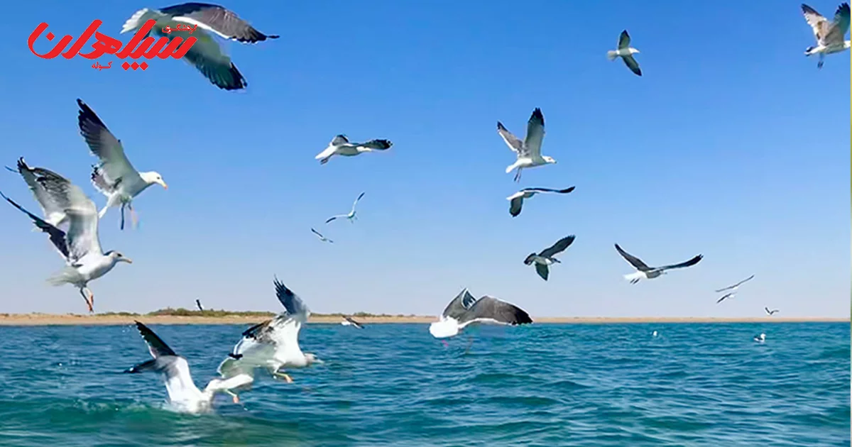 گواتر بازارچه مرزی