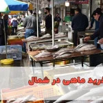 راهنمای خرید ماهی در شمال، معرفی بهترین فصل صید و انواع ماهی‌های دریای خزر