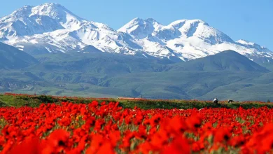 دشتهای پرگل ایران