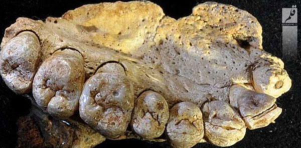 قدیمی‌ترین عضو کشف شده از انسان اولیه در ایران