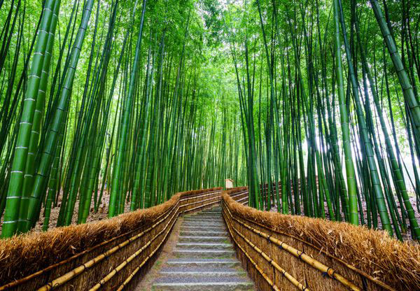 جنگل درختان بامبوی آراشی‌یاما