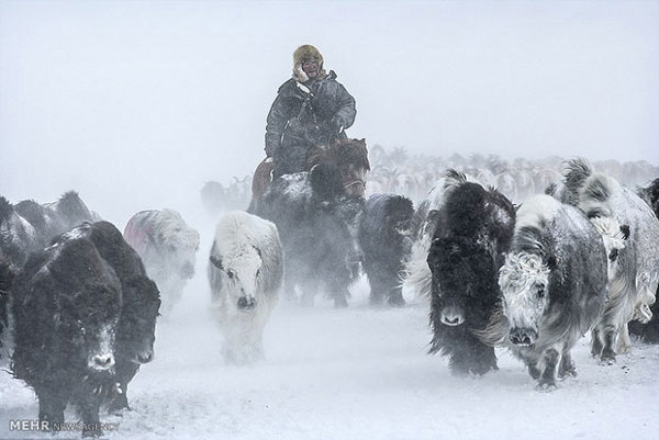 مغولستان جز سردترین کشورهای جهان