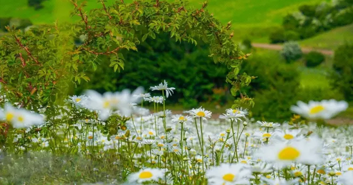 مسیر دسترسی به جنگل فندقلو کجاست؟