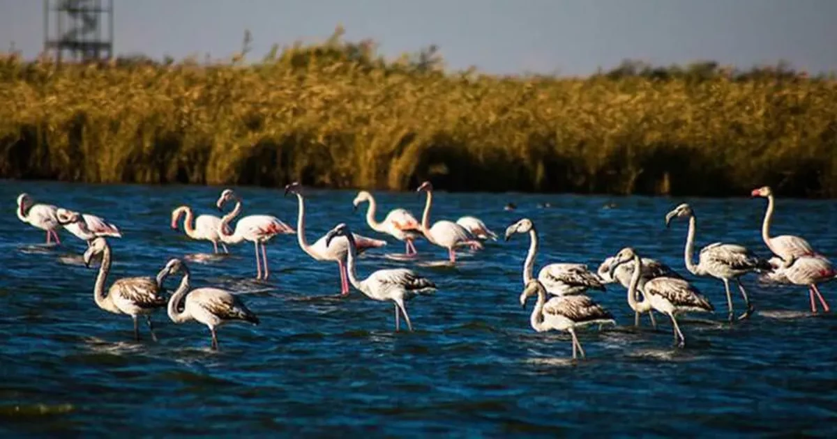 موقعیت جغرافیایی تالاب میقان