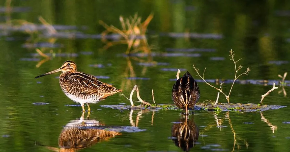 پوشش گیاهی و حیات وحش منطقه