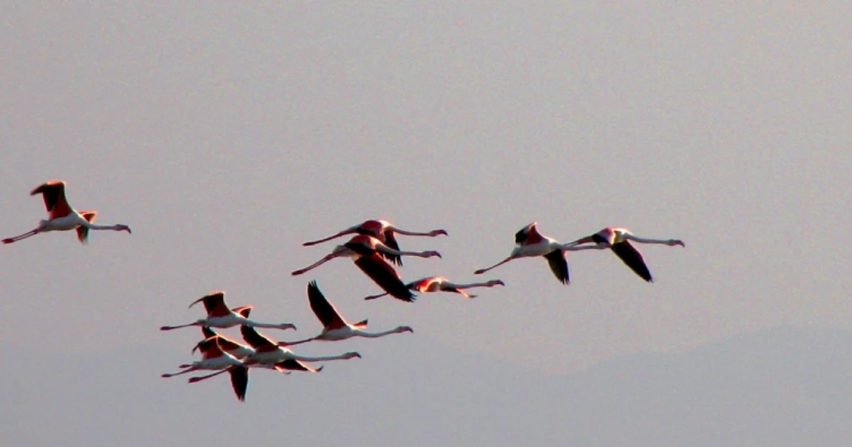 زیست‌ بوم و گونه‌های جانوری تالاب