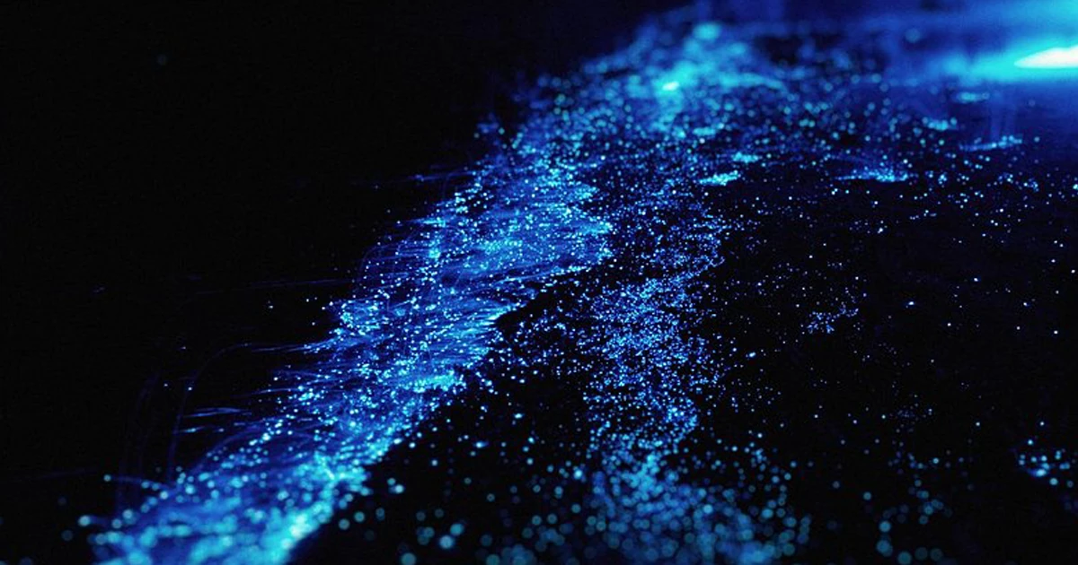 دریای ستاره‌ها – مالدیو