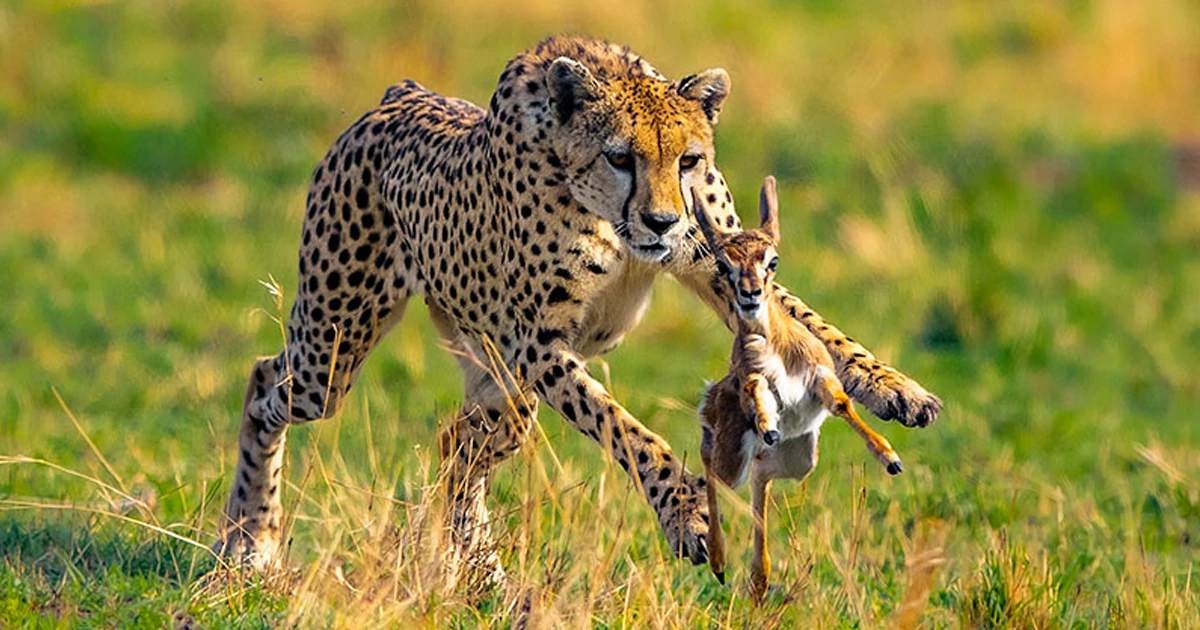 چگونه درباره جانوران خطرناک تحقیق کنیم؟