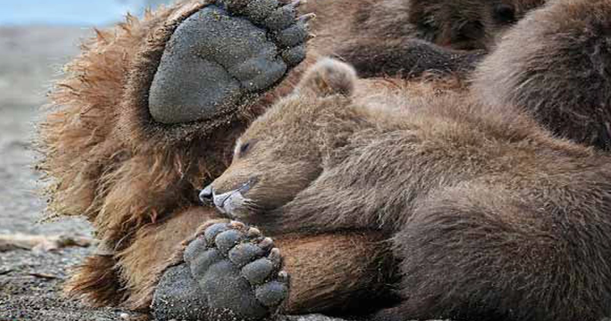 نکات ایمنی در مواجهه با ردپا