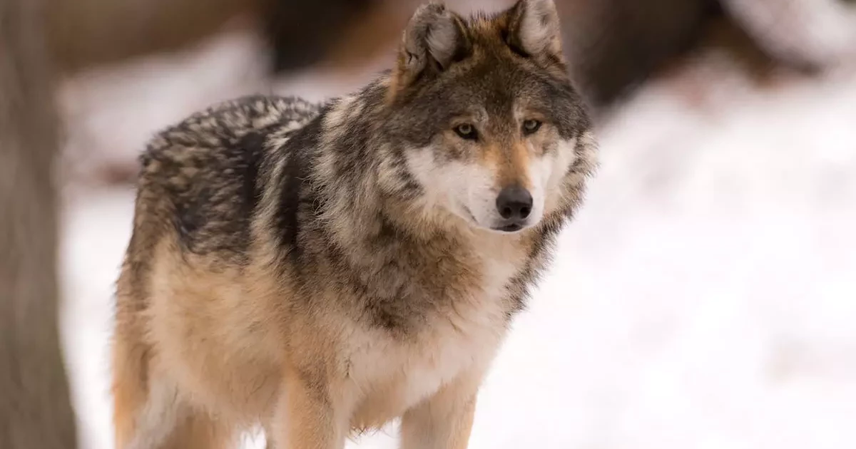 سگسانان چه جانورانی را شامل میشوند؟