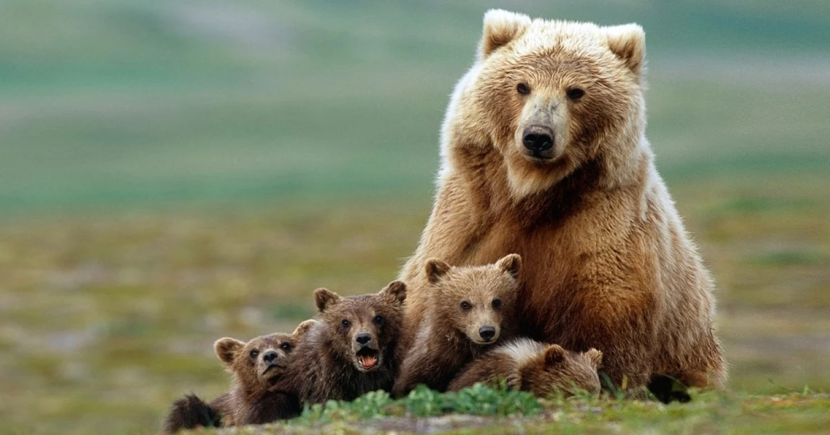 خرس قهوهای (گریزلی)