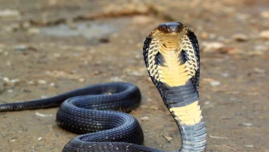 پراکندگی مارهای زهری در ایران و بررسی 4 نوع زهر مار