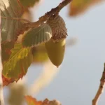 بلوط‌های سد کارون 4