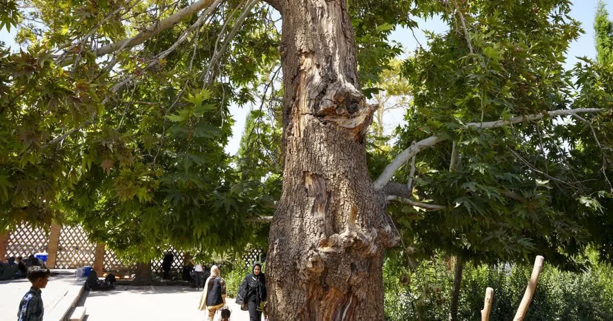 پیر چنار خشوئیه و ثبت ملی