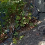 روستای خشوئیه، پیر چنار