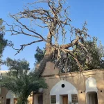 درخت تکیه میرفندرسکی تخت فولاد