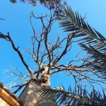 عکس درخت تکیه میرفندرسکی