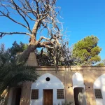 درخت جهارصد ساله تکیه میرفندرسکی تخت فولاد اصفهان