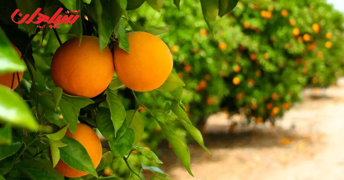 مرکبات بم و شهداد، سوغات کرمان
