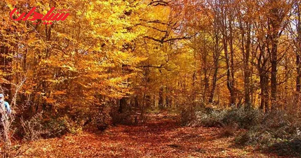 زیباترین جنگل های پاییزی ایران