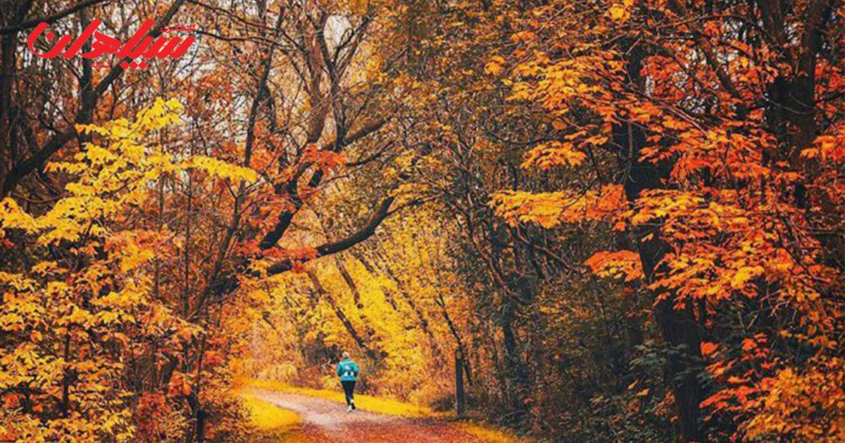 زیباترین جنگل های پاییزی ایران