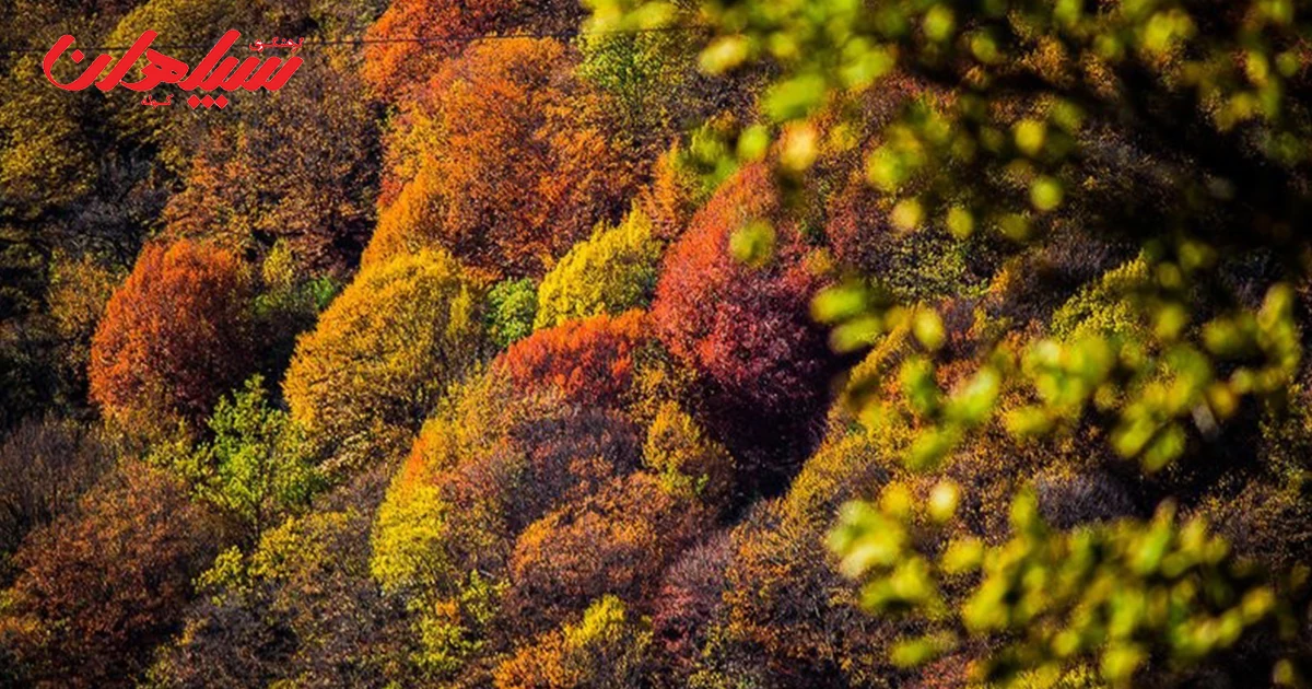 جنگل‌های شمال در پاییز