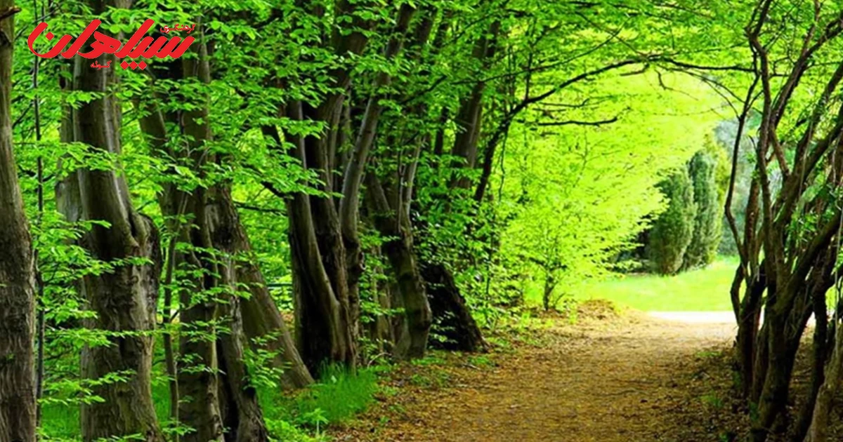 تجهیزات کمپینگ در طبیعت
